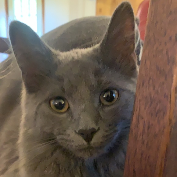 Meet your Posher, Josie - Picture 1 of 1